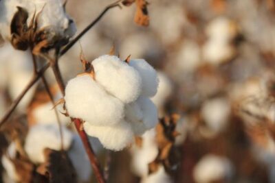 El algodón español, atrapado entre más producción y menos hectáreas