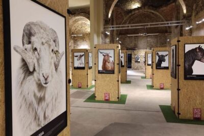 INTEROVIC lleva su Roadshow Bestiarium a Zamora del 17 al 20 de septiembre