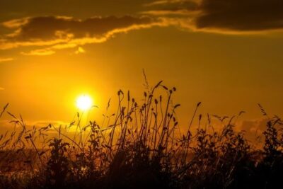 Copa-Cogeca alerta a Hansen del impacto histórico de la ola de calor en el campo europeo