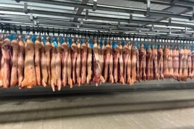 La UE sacrifica más cerdos en el primer semestre, con Dinamarca a la cabeza
