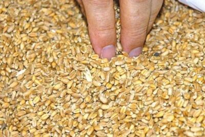 El cereal sube un 12% desde julio, pero sigue lejos del umbral de rentabilidad