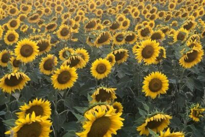Ya se puede recoger en Castilla y León la superficie de girasol declarada como no cosechado