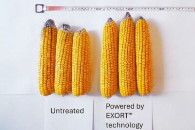 Syngenta lanza los ensayos de EXORT™, su nueva tecnología basada en microARN vegetal