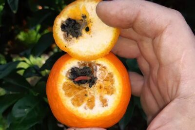 Falsa polilla viva en naranjas sudafricanas: AVA-ASAJA pide mano dura a la UE