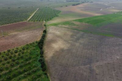 Las barreras vegetales frenan la erosión incluso mejor en climas áridos que húmedos