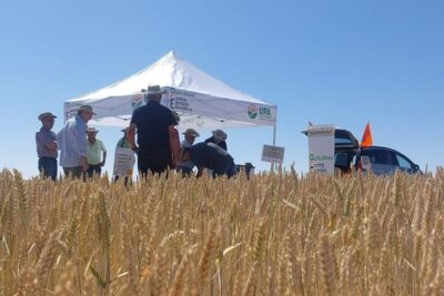 ¿Certificada o de reempleo? UPA lo prueba en tres campos de Castilla y León
