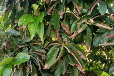 Planchado en el aguacate valenciano: La Unió reclama ampliar el seguro
