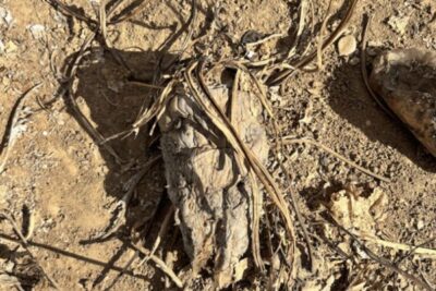 Francia podría perder el 30% de su producción de remolacha por la sequía