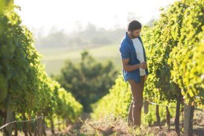 Un verano de trámites para unas ayudas al viñedo que ASAJA teme que no lleguen