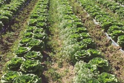 Cataluña aprueba su Plan de la Huerta Tecnificada 2026-2028 para modernizar la horticultura