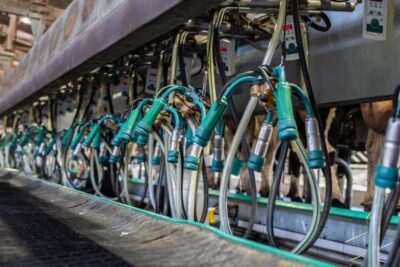 Ocho céntimos menos por litro para la leche gallega, denuncia FRUGA