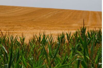 Trigo y maíz al alza en las nuevas previsiones mundiales de la FAO
