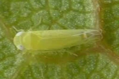 ¿Cuándo tratar el mosquito verde?
