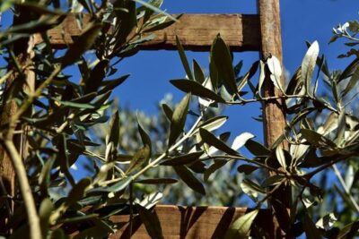 El calor del verano hace caer parte de la aceituna y condiciona la próxima campaña de aceite