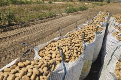 Las olas de calor merman los rendimientos de patata en Castilla y León en un 15-20%