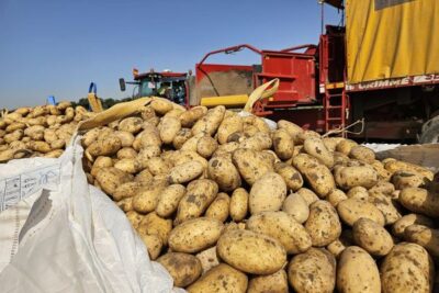 Alemania prevé una cosecha de patatas un 25 % menos que en 2025