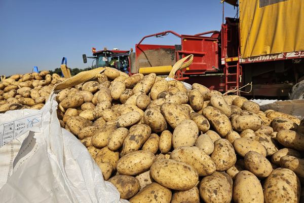Alemania prevé una cosecha de patatas un 25 % menos que en 2025
