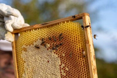 El zumbido de alarma en el campo español: la producción de miel cae un 11,5% y desaparecen 360.000 colmenas