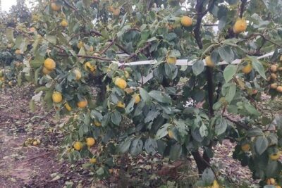 Las lluvias benefician al campo valenciano, pero el pedrisco castiga el caqui en La Ribera Alta