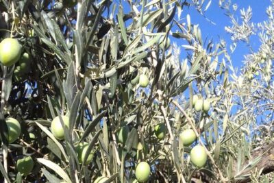 COAG Andalucía exige controles de origen para la gordal sevillana frente a las importaciones