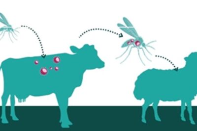 Lengua azul: vacunar, vigilar y frenar al mosquito