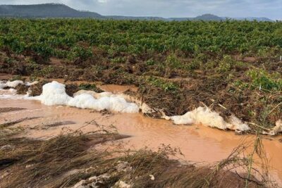 Viñedo y olivar de Requena, de nuevo afectados por el agua