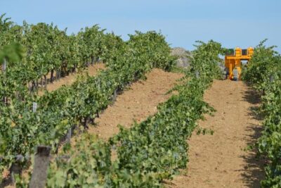 Cuarta cosecha corta seguida: el vino español se queda en 34 Mhl, según Cooperativas Agro-alimentarias